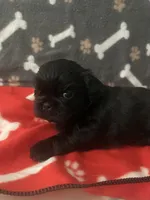AKC full registeration 2 Champion Grandparents, a male Shih Tzu for sale in Mountlake Terrace, WA – 2 of 9