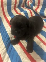 AKC BLACK full reg 2 Champion Grandparents, a male Shih Tzu for sale in Chico, CA – 2 of 5