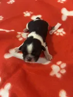 MALE  Full AKC  2 Champion Grandparents, a male Shih Tzu for sale in Mountlake Terrace, WA – 1 of 4