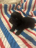 AKC BLACK full reg 2 Champion Grandparents, a male Shih Tzu for sale in Chico, CA – 3 of 5