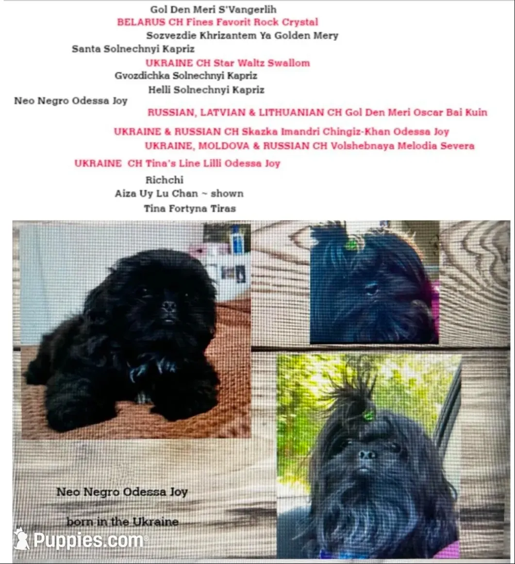 FULL AKC MALE 2 Champion Grandparents, a male Shih Tzu for sale in Chico, CA – 6 of 8