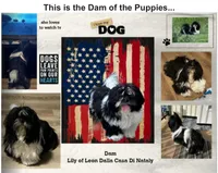 AKC full reg. 2 CHAMPION Grandparents, a male Shih Tzu for sale in Chico, CA – 6 of 10