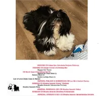 2 Champion Grandparents  MALE  Full AKC, a male Shih Tzu for sale in Mountlake Terrace, WA – 4 of 4