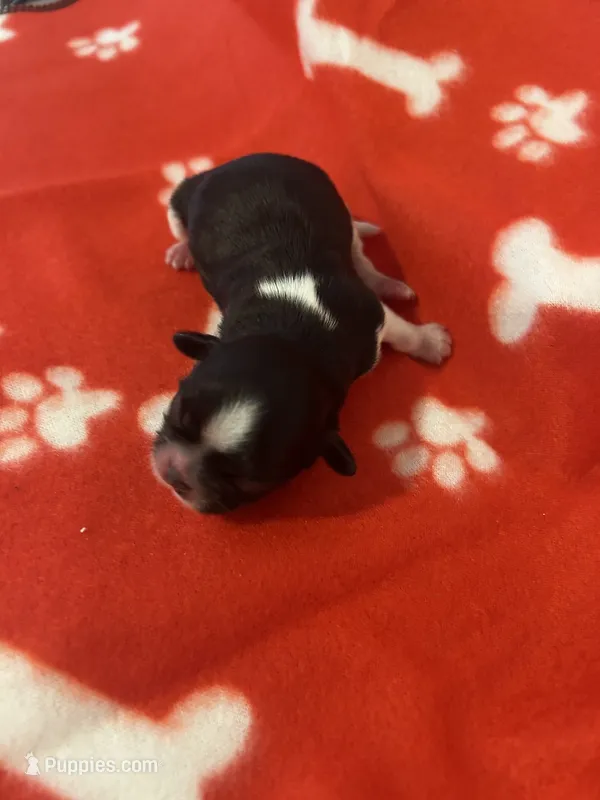 Full AKC MALE 2 Champion Grandparents – Shih Tzu puppy for sale in Mountlake Terrace, WA