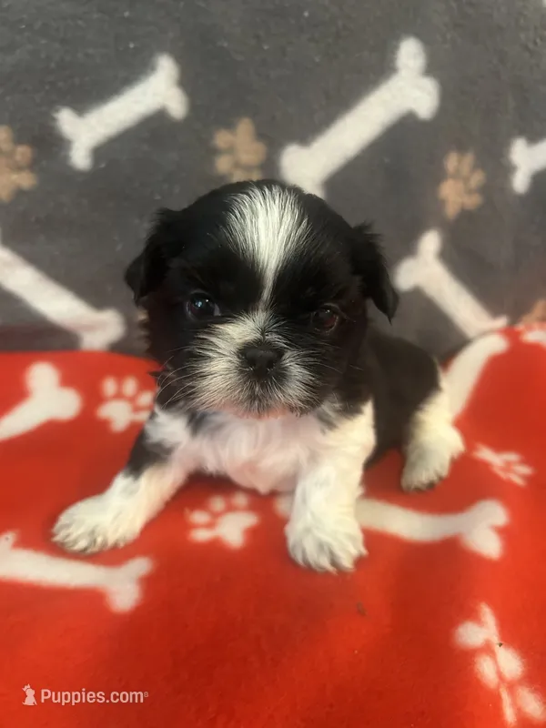 FULL AKC MALE 2 Champion Grandparents – Shih Tzu puppy for sale in Chico, CA