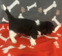 AKC full registeration MALE with 2 Champion Grandparents, a male Shih Tzu for sale in Chico, CA – 5 of 8