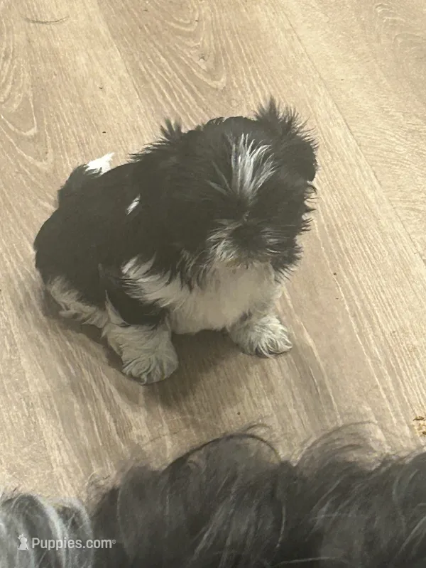AKC full reg. 2 CHAMPION Grandparents – Shih Tzu puppy for sale in Chico, CA