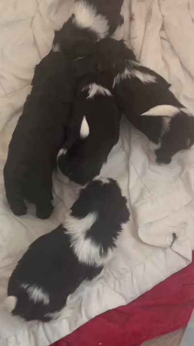 AKC black with 2 Champion Grandparents, a male Shih Tzu for sale in Mountlake Terrace, WA – 9 of 9