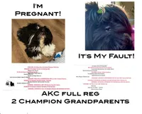 AKC BLACK full reg 2 Champion Grandparents, a male Shih Tzu for sale in Chico, CA – 4 of 5