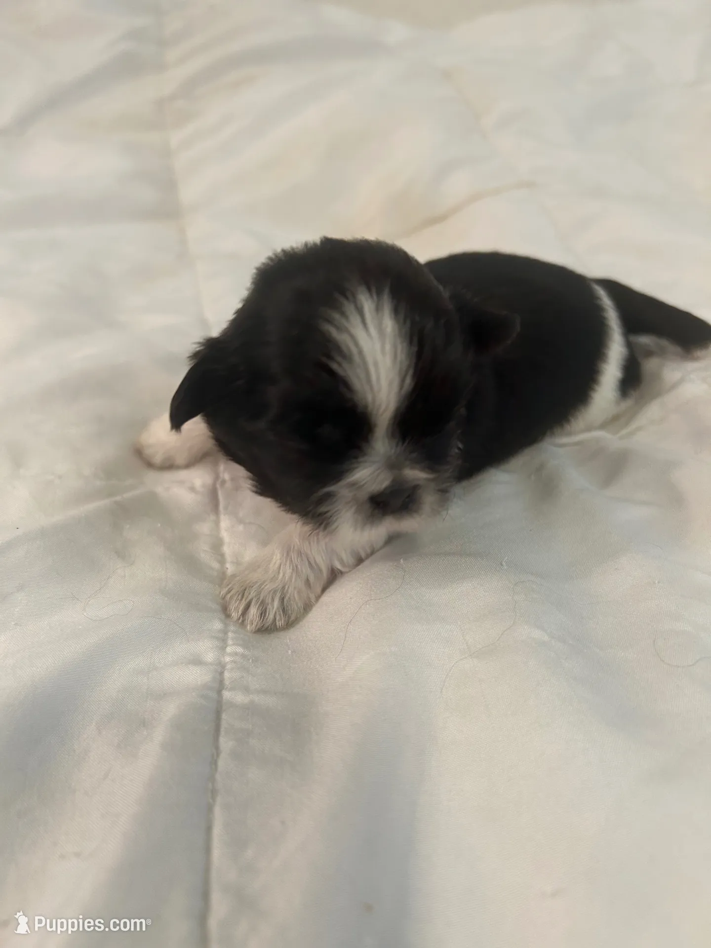 FULL AKC MALE 2 Champion Grandparents, a male Shih Tzu for sale in Chico, CA – 2 of 8