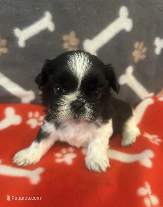 AKC full registeration MALE with 2 Champion Grandparents – Shih Tzu puppy for sale in Chico, CA