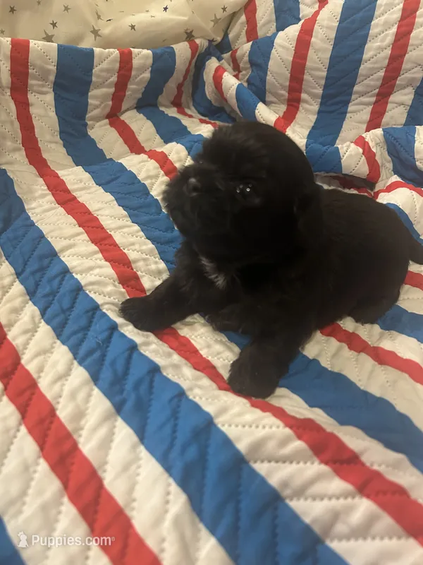AKC BLACK full reg 2 Champion Grandparents – Shih Tzu puppy for sale in Chico, CA