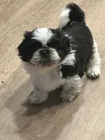 AKC BLACK full reg 2 Champion Grandparents, a male Shih Tzu for sale in Chico, CA – 5 of 5