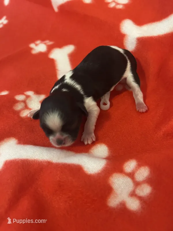 2 Champion Grandparents  MALE  Full AKC – Shih Tzu puppy for sale in Mountlake Terrace, WA