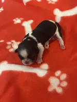 2 Champion Grandparents  MALE  Full AKC, a male Shih Tzu for sale in Mountlake Terrace, WA – 1 of 4