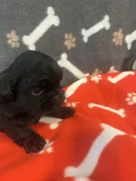 AKC full registeration 2 Champion Grandparents, a male Shih Tzu for sale in Chico, CA – 3 of 5