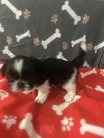 AKC 2 Champion Grandparents full registeration, a male Shih Tzu for sale in Mountlake Terrace, WA – 5 of 8
