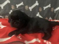 AKC full registeration 2 Champion Grandparents, a male Shih Tzu for sale in Mountlake Terrace, WA – 4 of 9
