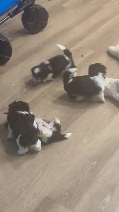 AKC full reg. 2 CHAMPION Grandparents, a male Shih Tzu for sale in Chico, CA – 4 of 10