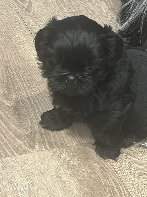 AKC black with 2 Champion Grandparents – Shih Tzu puppy for sale in Mountlake Terrace, WA