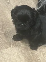 AKC black with 2 Champion Grandparents, a male Shih Tzu for sale in Chico, CA – 1 of 10
