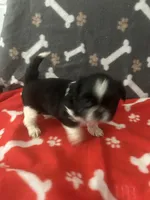 AKC 2 Champion Grandparents full registeration, a male Shih Tzu for sale in Mountlake Terrace, WA – 4 of 8