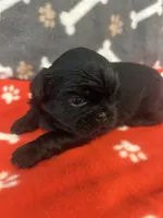 AKC full registeration 2 Champion Grandparents, a male Shih Tzu for sale in Chico, CA – 2 of 5