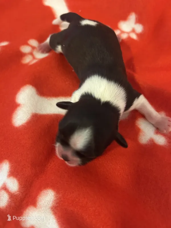 FEMALE  full AKC 2 Champion Grandparents – Shih Tzu puppy on hold in Mountlake Terrace, WA