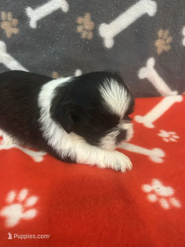 AKC full registeration FEMALE with 2 Champion Grandparents – Shih Tzu puppy for sale in Chico, CA