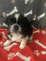 AKC full reg. 2 CHAMPION Grandparents, a male Shih Tzu for sale in Chico, CA – 2 of 10