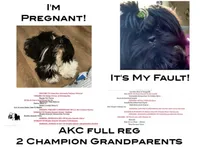 AKC black with 2 Champion Grandparents, a male Shih Tzu for sale in Mountlake Terrace, WA – 7 of 9