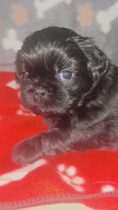 AKC full registeration 2 Champion Grandparents, a male Shih Tzu for sale in Mountlake Terrace, WA – 9 of 9