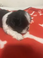 AKC full registeration FEMALE with 2 Champion Grandparents, a female Shih Tzu for sale in Chico, CA – 3 of 5