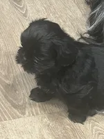 AKC black with 2 Champion Grandparents, a male Shih Tzu for sale in Chico, CA – 2 of 10