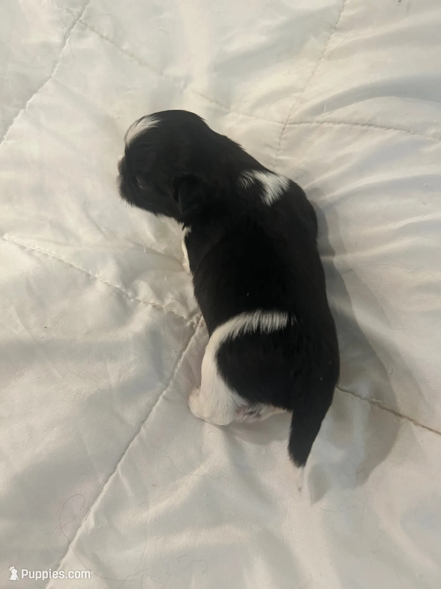 FULL AKC MALE 2 Champion Grandparents, a male Shih Tzu for sale in Chico, CA – 3 of 8