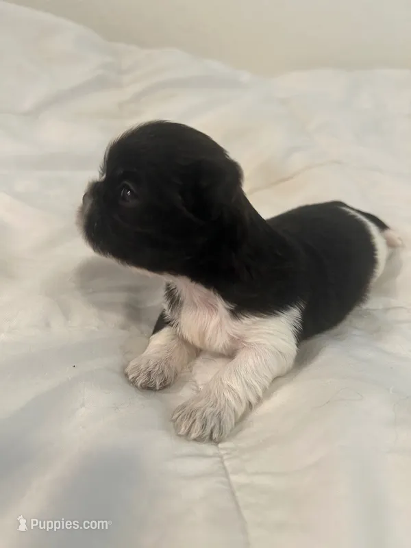 FULL AKC red MALE 2 Champion Grandparents – Shih Tzu puppy for sale in Chico, CA
