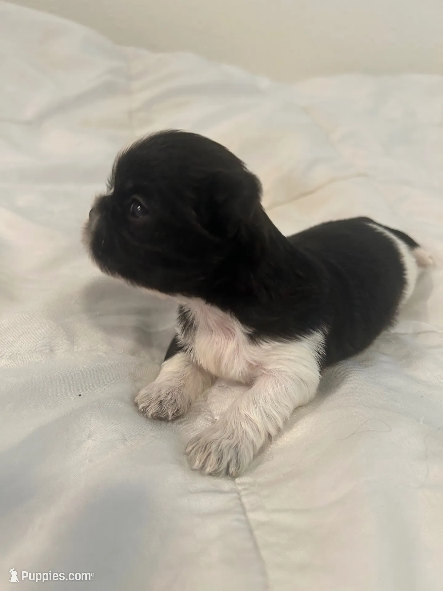FULL AKC MALE 2 Champion Grandparents, a male Shih Tzu for sale in Chico, CA – 1 of 8