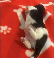 AKC full registeration MALE with 2 Champion Grandparents, a male Shih Tzu for sale in Chico, CA – 2 of 8
