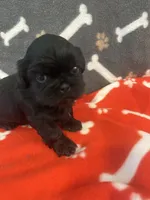 AKC full registeration 2 Champion Grandparents, a male Shih Tzu for sale in Chico, CA – 1 of 5