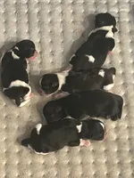 Full AKC MALE 2 Champion Grandparents, a male Shih Tzu for sale in Mountlake Terrace, WA – 2 of 4