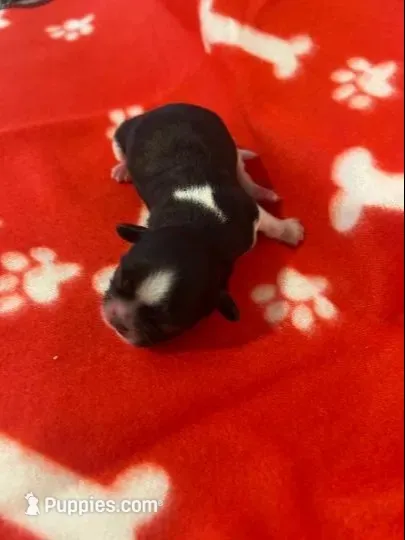 FULL AKC MALE 2 Champion Grandparents, a male Shih Tzu for sale in Chico, CA – 4 of 8