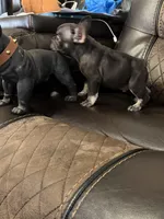 Chris P, a male French Bulldog for sale in Chesnee, SC – Photo 6 of 6