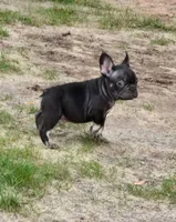 Chris P, a male French Bulldog for sale in Chesnee, SC – Photo 2 of 6