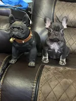 Chris P, a male French Bulldog for sale in Chesnee, SC – Photo 4 of 6