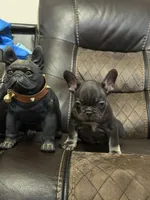 Chris P, a male French Bulldog for sale in Chesnee, SC – Photo 1 of 6