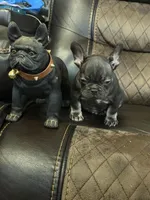 Chris P, a male French Bulldog for sale in Chesnee, SC – Photo 5 of 6