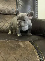 Grace , a female French Bulldog for sale in Chesnee, SC – Photo 3 of 7