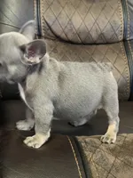 Grace , a female French Bulldog for sale in Chesnee, SC – Photo 2 of 7