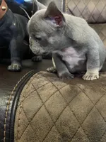 Grace , a female French Bulldog for sale in Chesnee, SC – Photo 6 of 7