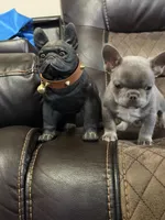 Grace , a female French Bulldog for sale in Chesnee, SC – Photo 5 of 7